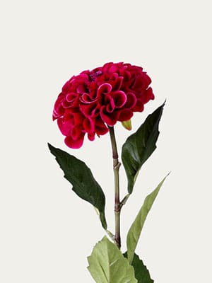 Fuchsia Pompon Dahlia