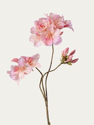 Pink Rhododendron