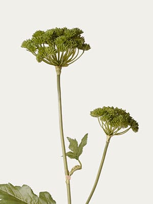 Green Angelica