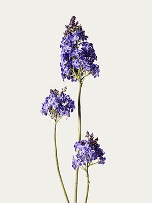 Purple Lilac