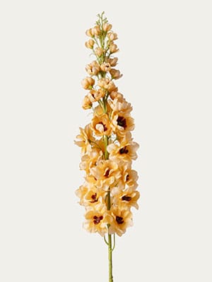 Yellow Delphinium