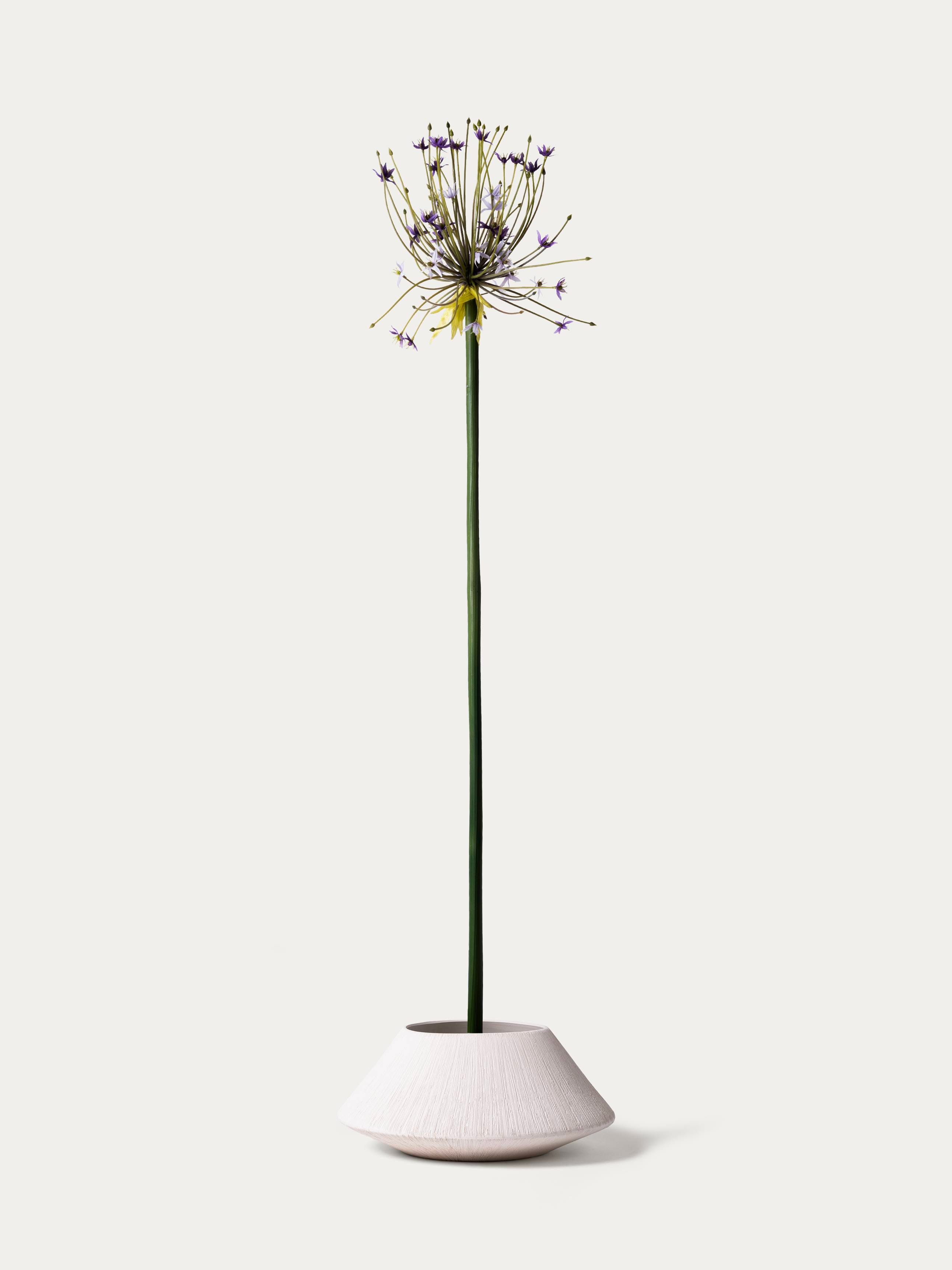 Lilac allium
