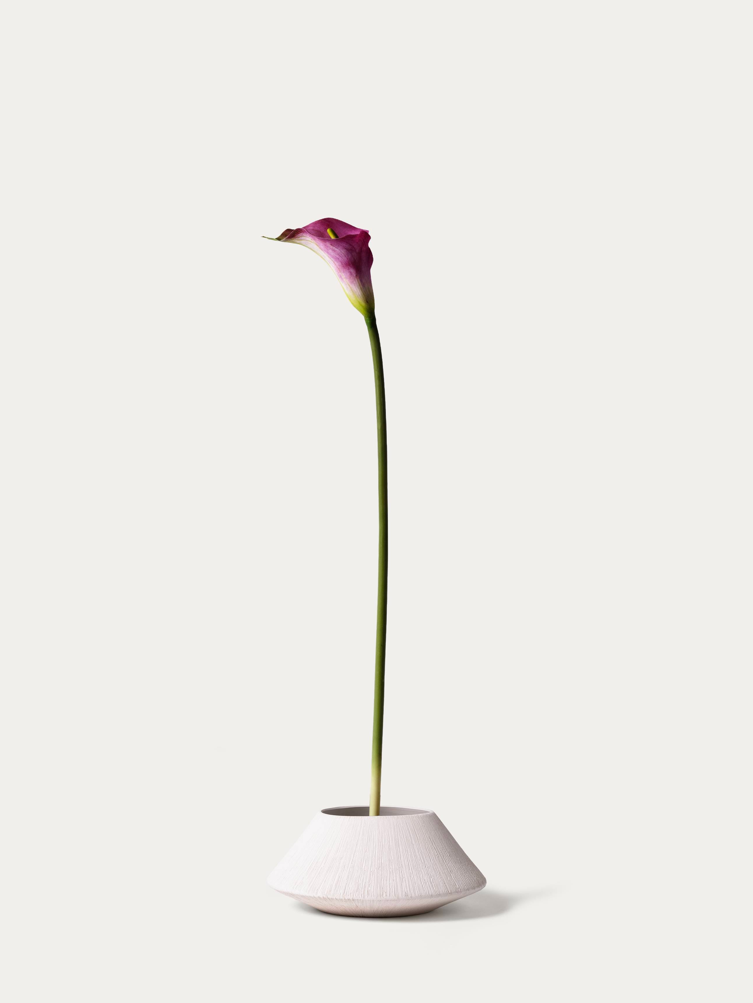 Pink calla